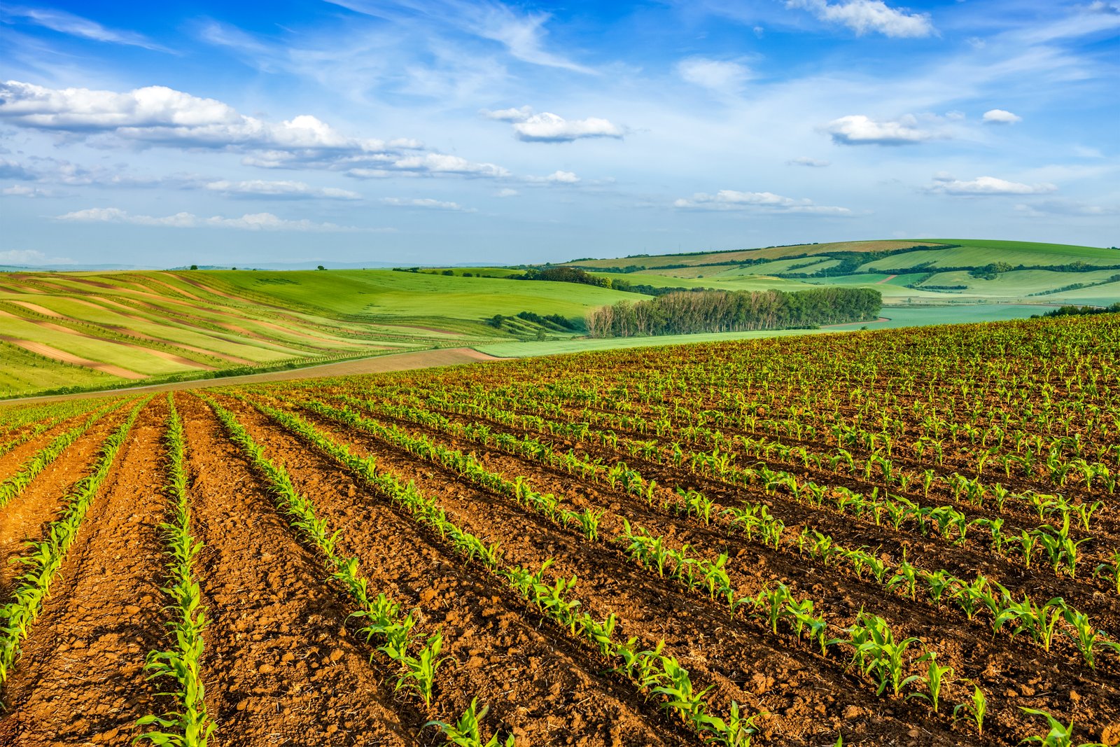 Rows of crops on a small farm